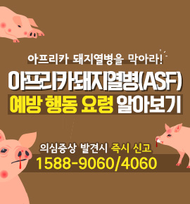 아프리카 돼지열병을